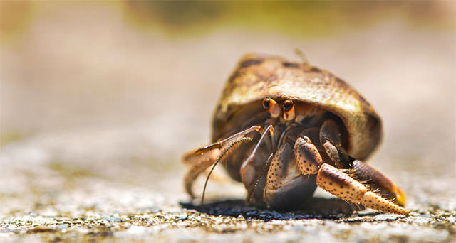 Close-Up-Of-Fuuny-Crab1 Close-Up-Of-Fuuny-Crab1