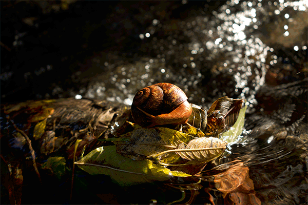 snail-lighting-effect