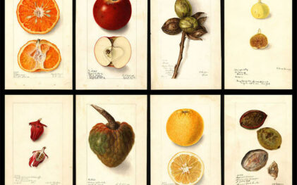 USDA Pomological Wateroclors