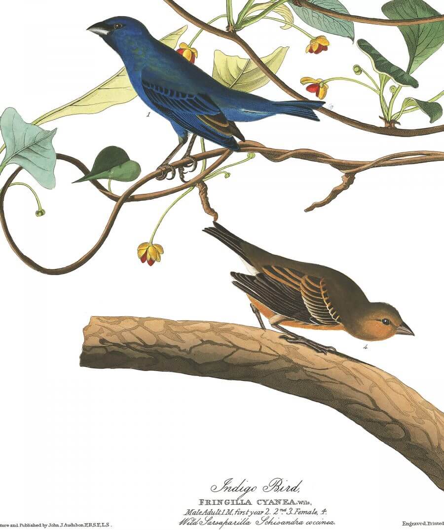 indigo_bird-e1570772875937
